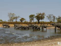 20211021183807 Chobe elephant watering hole
